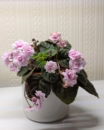 Rob’s Vanilla Trail