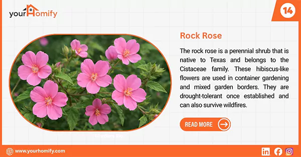 Rock Rose