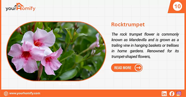 Rocktrumpet