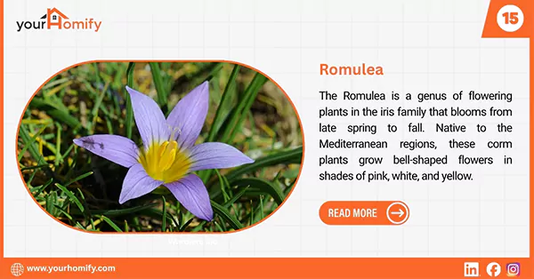 Romulea