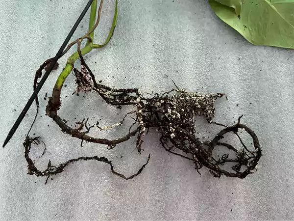 Root Rot