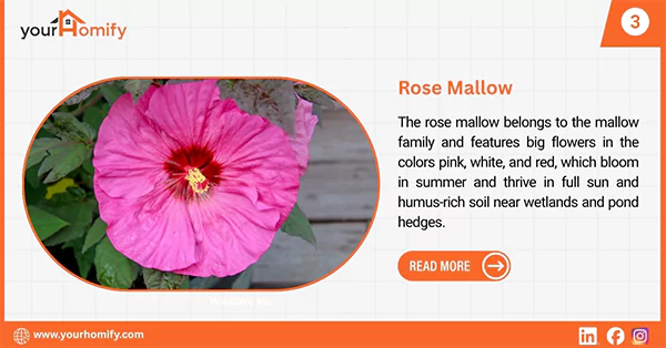 Rose mallow