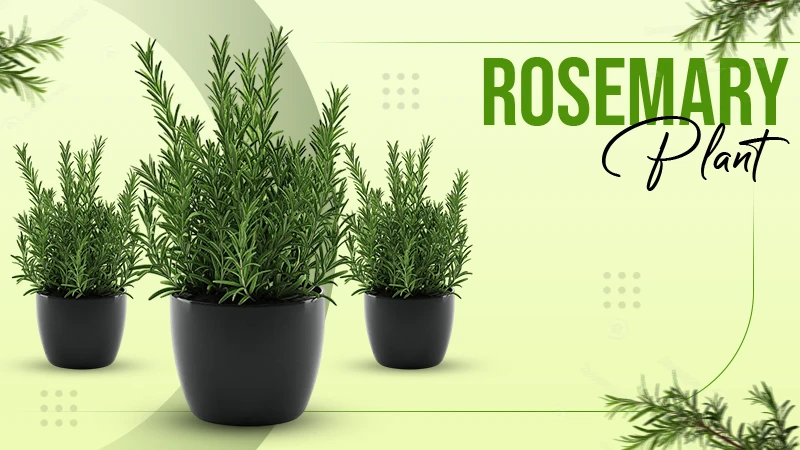 Rosemary