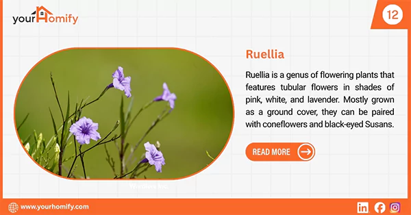 Ruellia