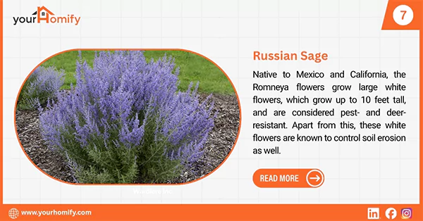 Russian Sage