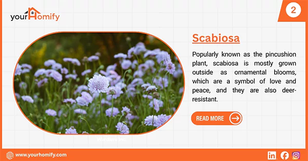 Scabiosa