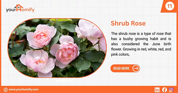 Shrub roses