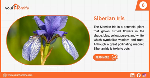Siberian Iris