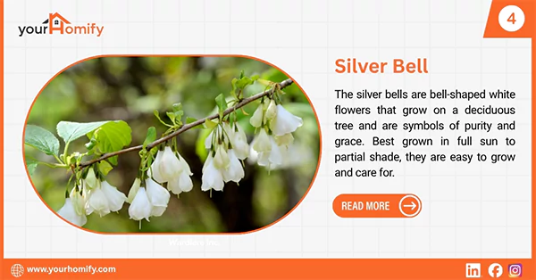 Silverbell