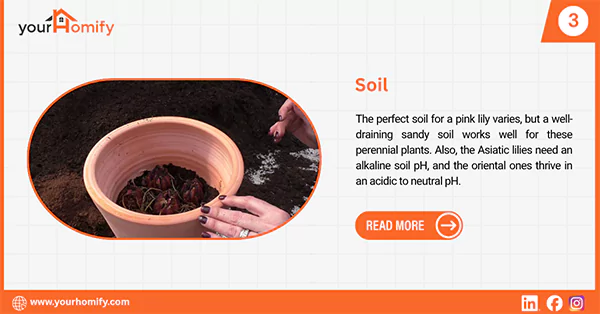 Soil for pink lilies