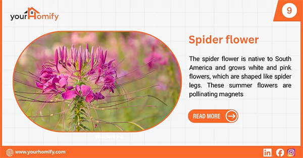 Spider flower