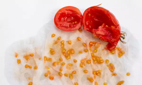 Spreading Seeds on a Towel