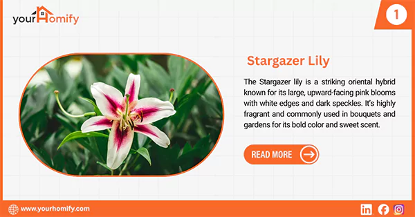 Stargazer lily