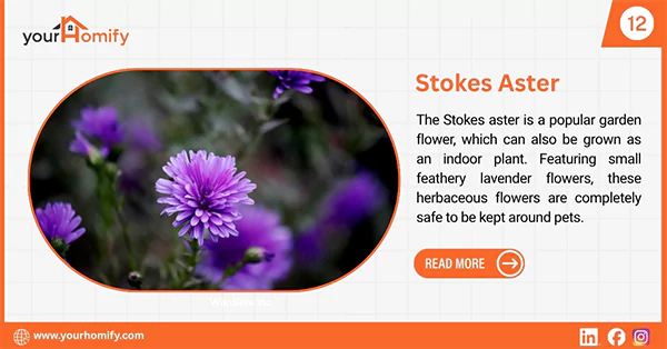 Stokess aster