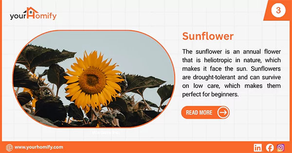Sunflower