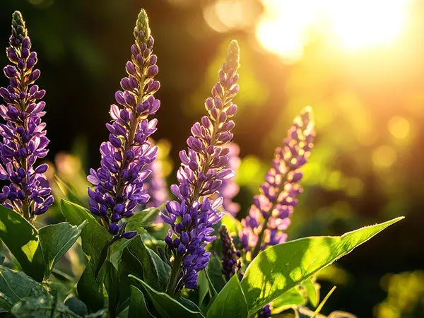 Happy salvia under a sunny spot