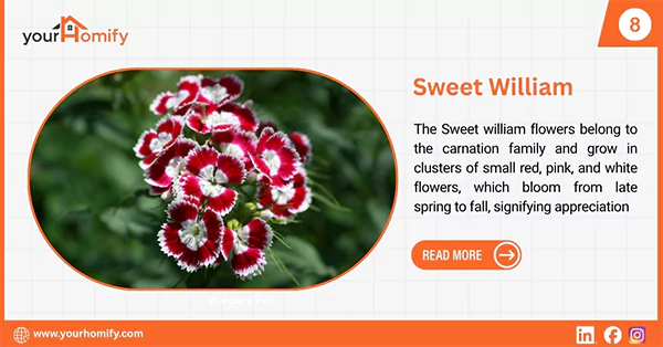 Sweet William
