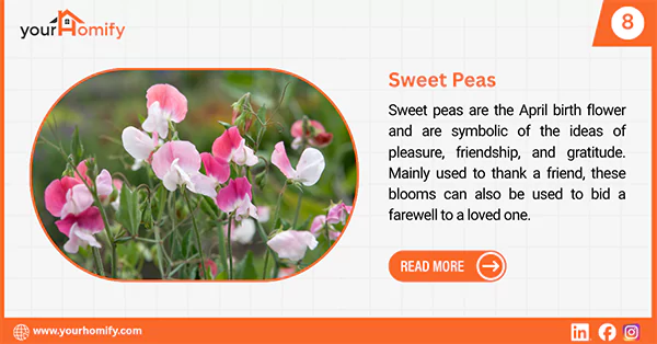 Sweet peas