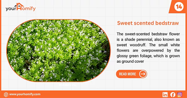 Sweet scented bedstraw flower