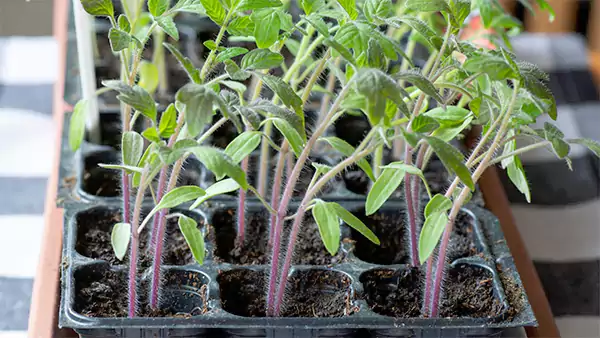 Tomato Seedlings