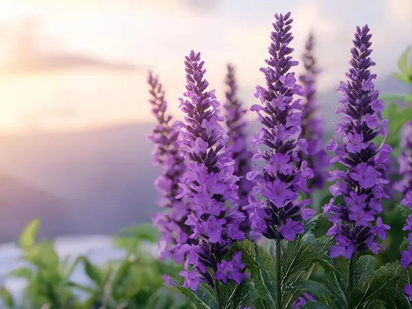 Salvia along the garden pathway