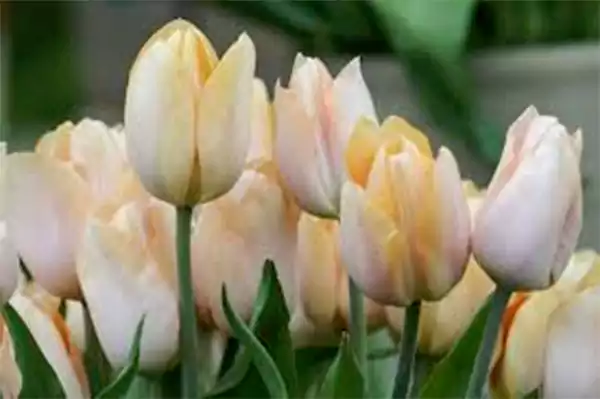 Triumph Tulip