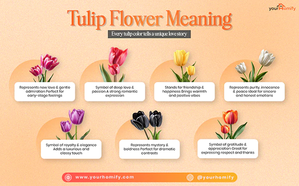 Tulip Flower meaning
