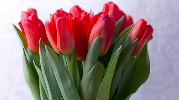 Tulips