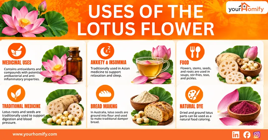 Uses Of The Lotus Flower
