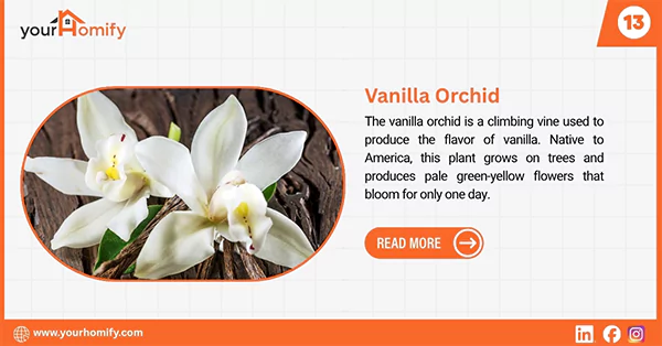 Vanilla Orchid