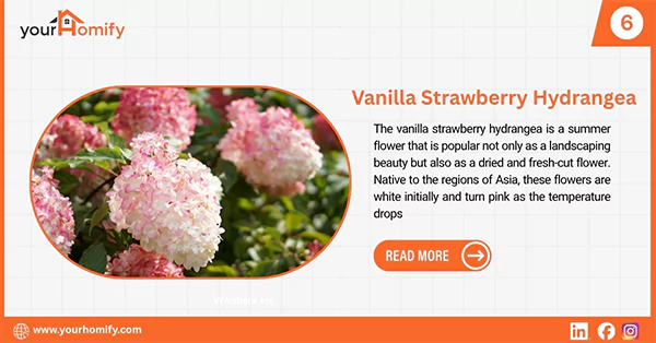 Vanilla strawberry hydrangea