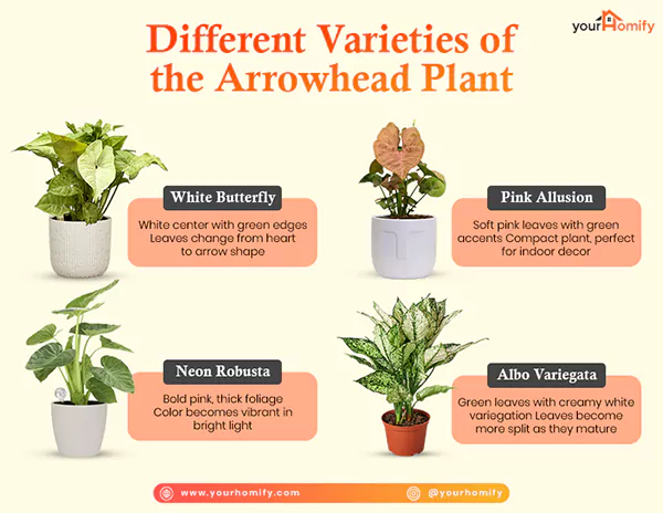 Varieties of Arrowhead Plant