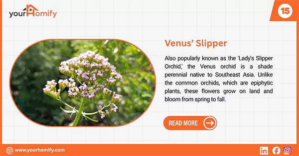 Venus slipper