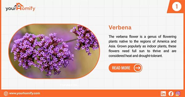 Verbena