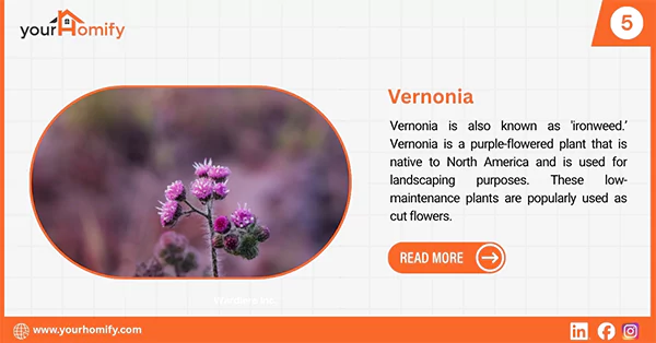 Vernonia