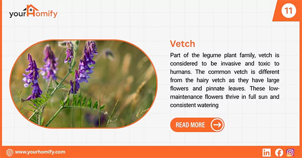 Vetch flower