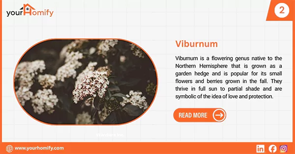 Viburnum