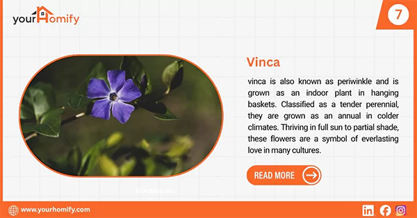 Vinca