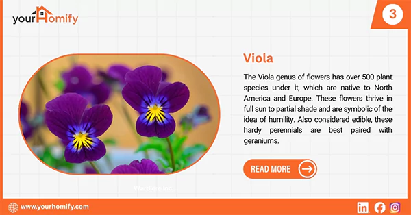 Viola flower