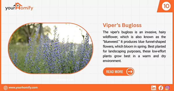 Vipers bugloss