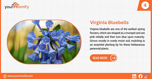Virginia bluebells