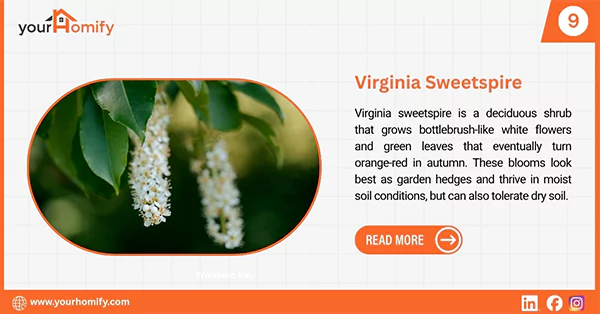 Virginia sweetspire
