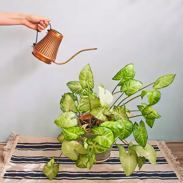 Watering Arrowhead Plant