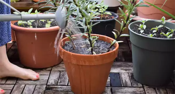 Watering pink lilies