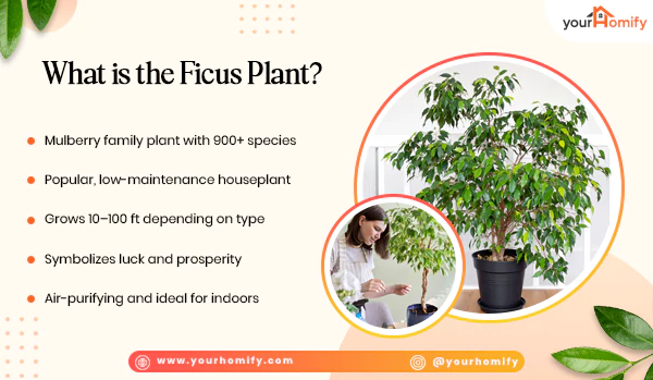 What is Ficus Plant