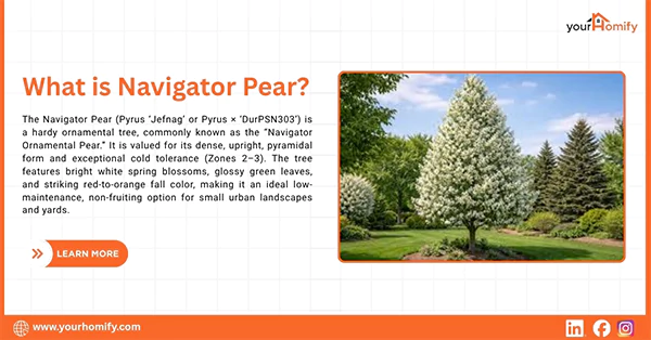 What is Navigator Pear