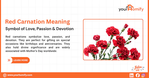 What is the Red Carnation Meaning
