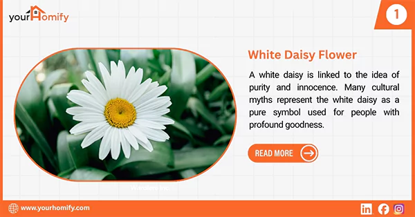White Daisy flower