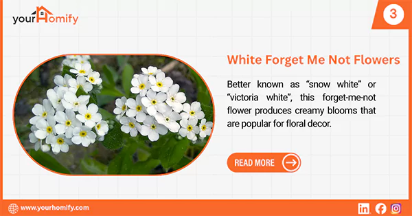 White Forget Me Not Flowers