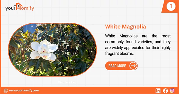 White Magnolia Flower